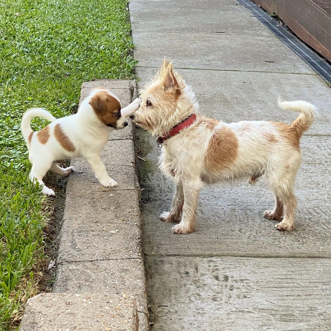 Snoopy, weiblicher Jack Russell Terrier Welpe